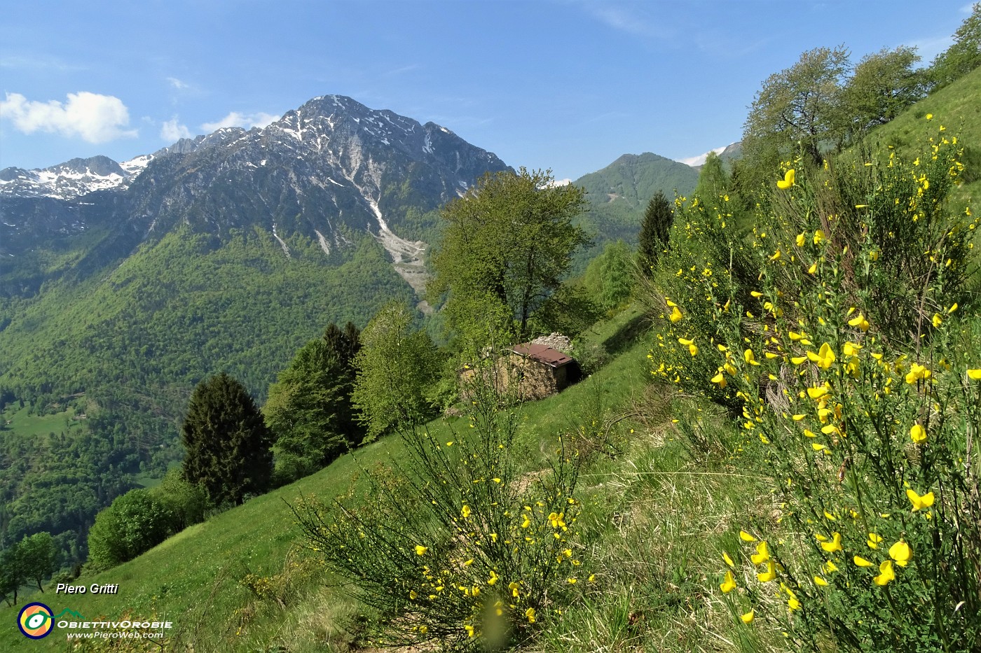 47  Fiori gialli di Sferra cavallo (Hippocrepis) con vista in Corna Grande .JPG